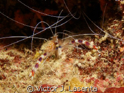 nice red banded shrimp at efra wall dive site in parguera... by Victor J. Lasanta 